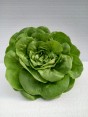 Lechuga Española 