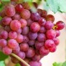 Uva Rosada sinpepa (1/2 kilo)