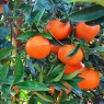 Naranja de Jugo Fukumoto 1kg