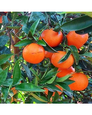 Naranja de Jugo Fukumoto 1kg
